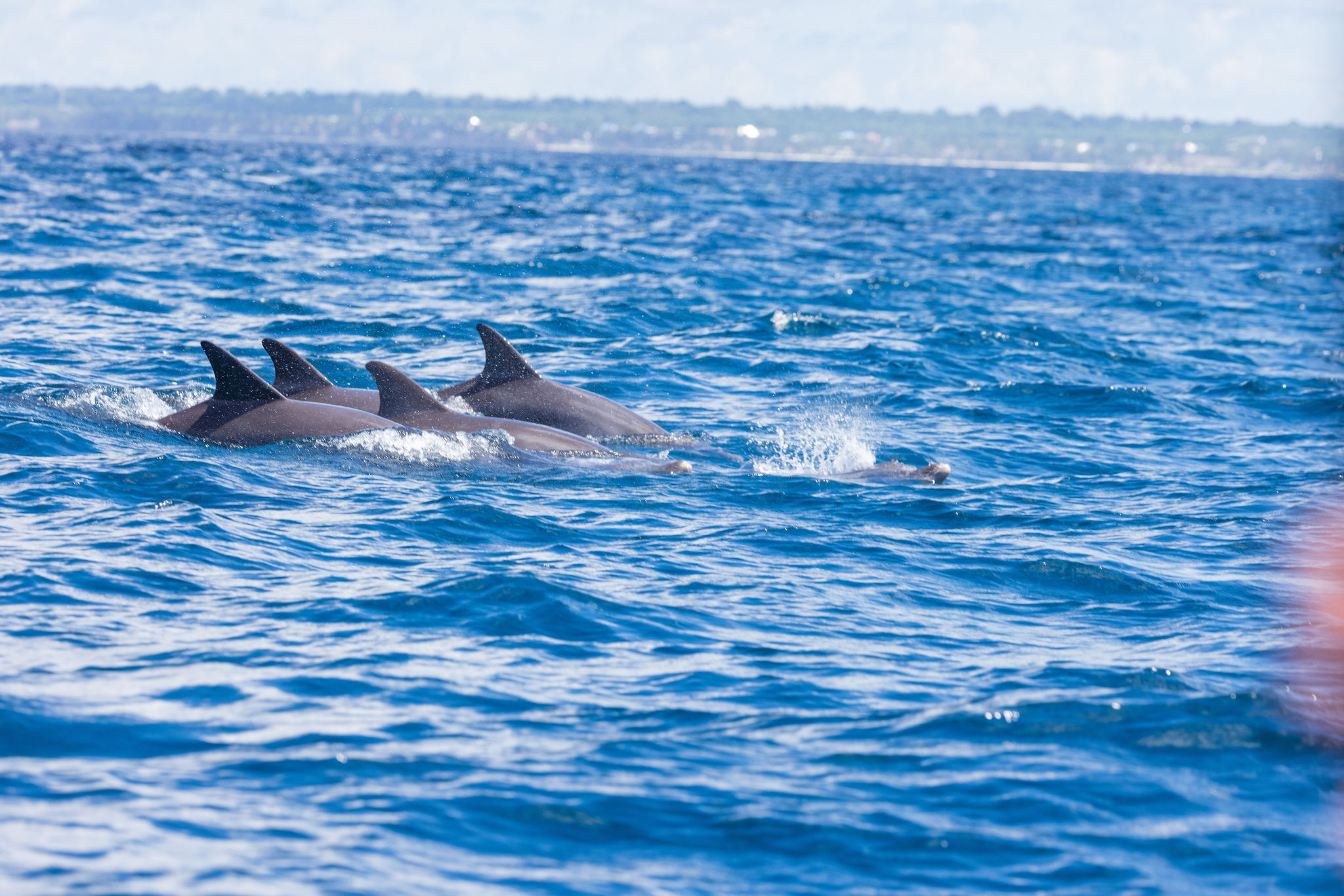 Half day Dolphin tour with snorkelling at mnemba island